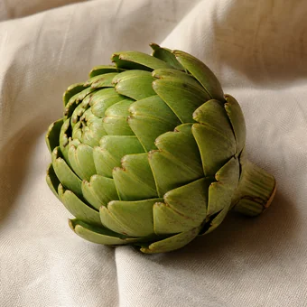 Enginar (Cynara scolymus)