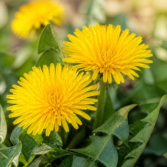 Karahindiba (Taraxacum officinale)